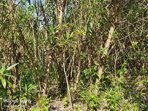 多枝6公分夾竹桃，高4米